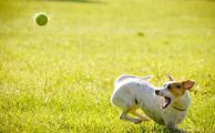 aplicaciones para perros