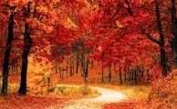 Tres trucos para sacar fotos en otoño con tu móvil