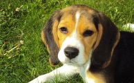 Apps para amantes de las mascotas