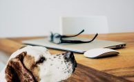 Apps para amantes de las mascotas