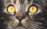 Gato